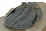 Prone Zlichovaspis Trilobite - Orange Eye Preservation! #381608-4